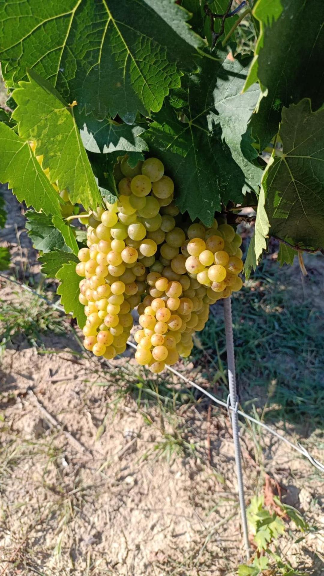 Agriturismo Vecchio Torchio Βίλα Canelli Εξωτερικό φωτογραφία